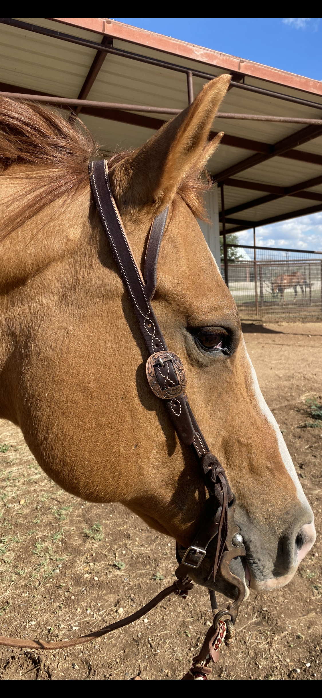 Dark oiled one ear headstall